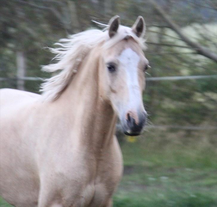 DSP Solvanggårds Athera billede 5