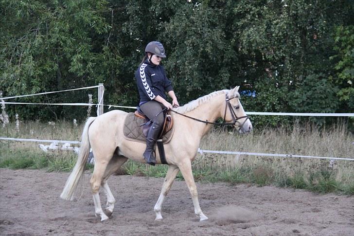 DSP Solvanggårds Athera billede 6