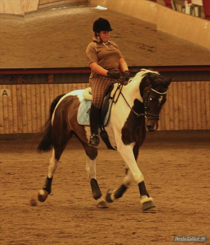 Pinto Kasmir Rugholm billede 14