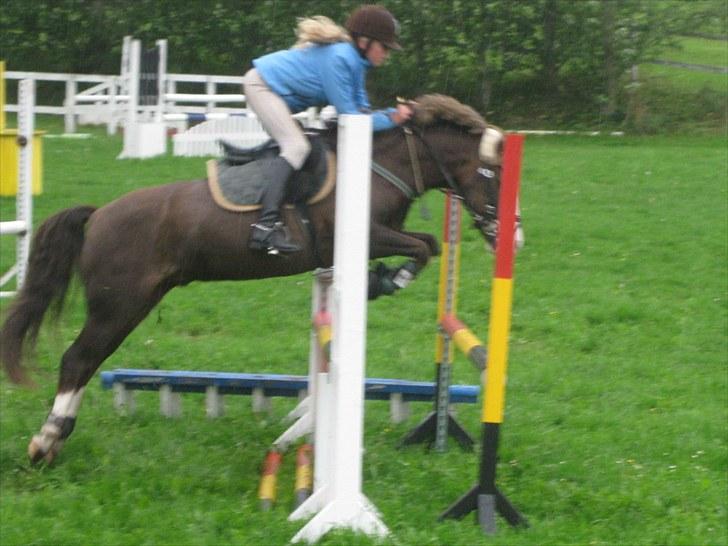 Welsh Cob (sec D) VesterVangs Djanco RIP - tysker på 90cm udde ved fedder;D GULDKLUMP SHAMPOO<3 billede 15