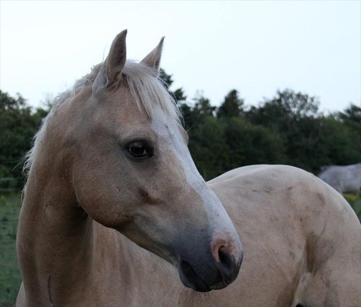 DSP Solvanggårds Athera billede 7