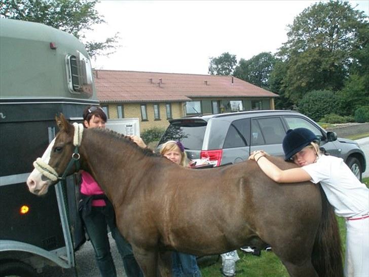 Welsh Cob (sec D) VesterVangs Djanco RIP - efter en lang dag i st. restrup har lige redet LB2 med 6 minus point er mega sur på mig selv men så vinder jeg aligevel er SÅ STOLT AF SHAMPOO billede 16