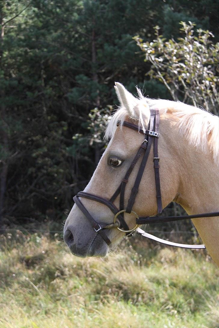 DSP Solvanggårds Athera billede 8