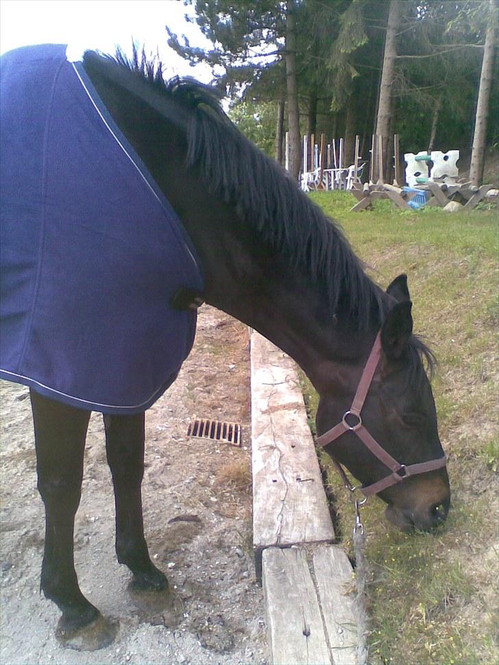 Dansk Varmblod Chelsea billede 11