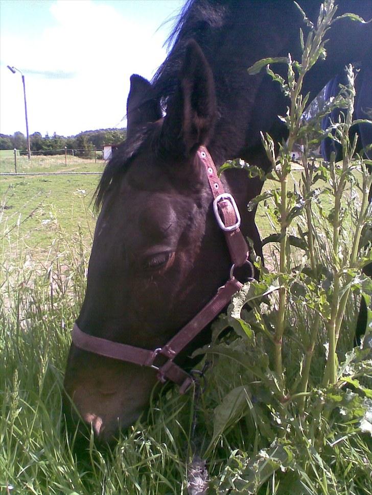 Dansk Varmblod Chelsea billede 12