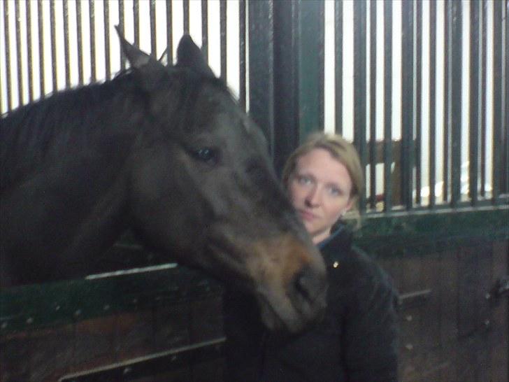 Dansk Varmblod Chelsea billede 13