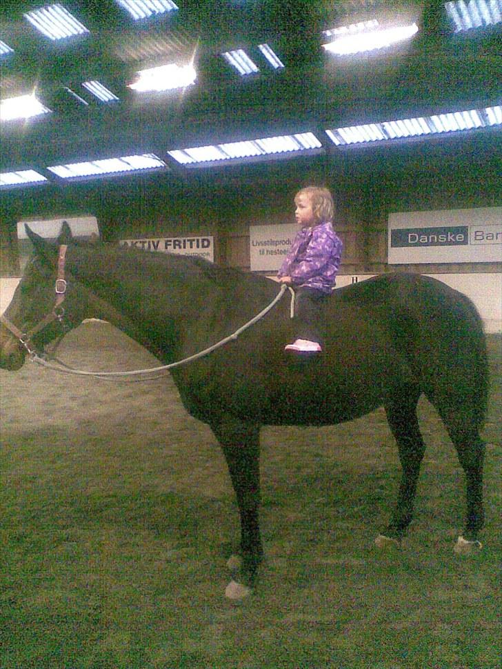 Dansk Varmblod Chelsea billede 14