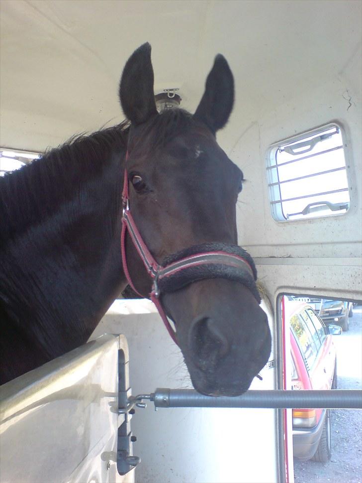 Dansk Varmblod Chelsea billede 15