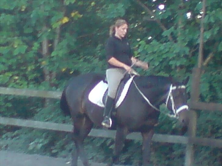 Dansk Varmblod Chelsea billede 16