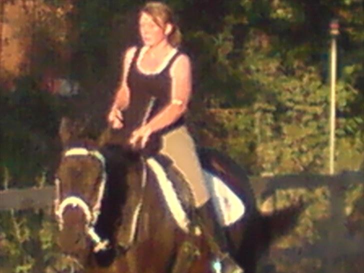 Dansk Varmblod Chelsea billede 17