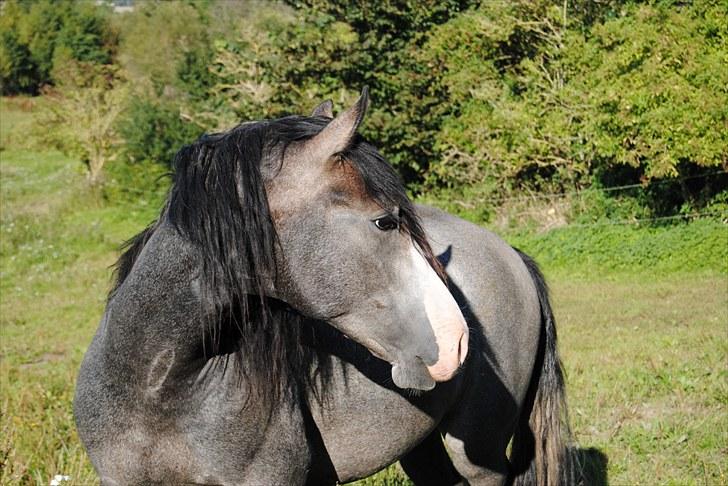 Anden særlig race Rolighedens Caruzo  - 1# Velkommen til Karozos profil, charme selvtillid og lækkert hår. Foto Cille M billede 1