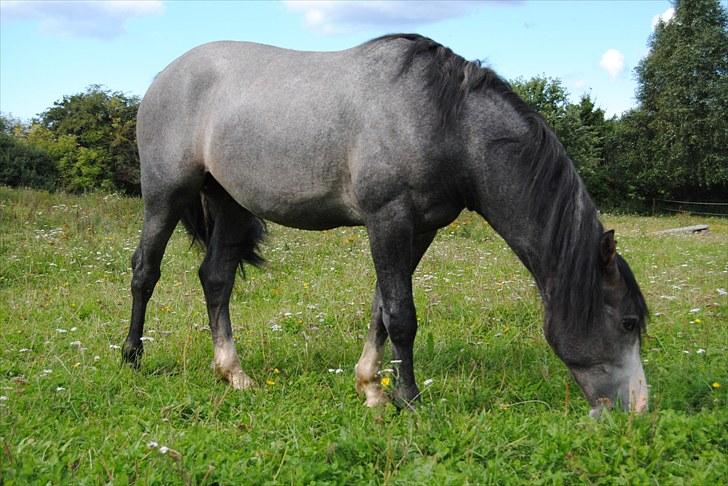Anden særlig race Rolighedens Caruzo  - 4#  På fold, hos hans gamle ejer. Foto: Cille M billede 4