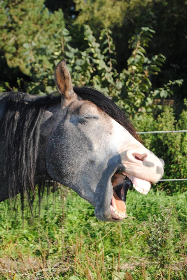 Anden særlig race Rolighedens Caruzo  - 7# Nøj hvor er jeg træt. Foto Cille M billede 7