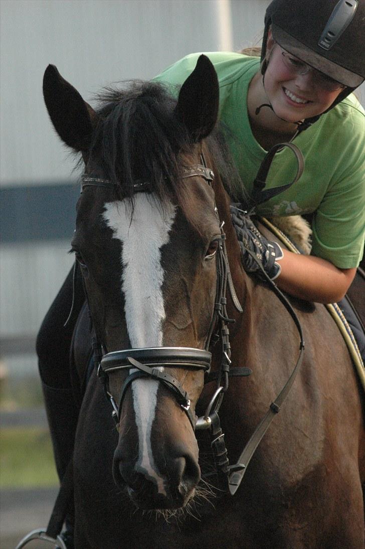 Anden særlig race Vienna STJERNE HESTEN billede 19