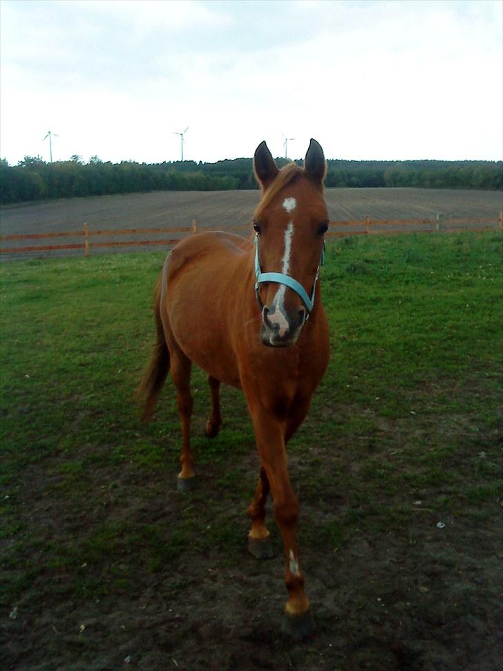 Anden særlig race Flower Power billede 2