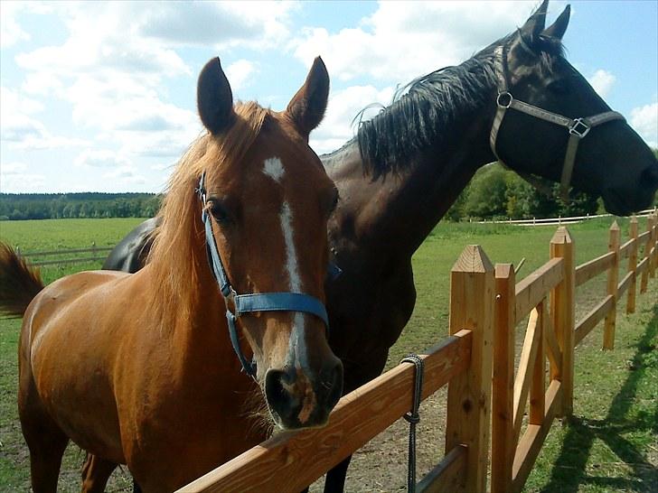 Anden særlig race Flower Power billede 4