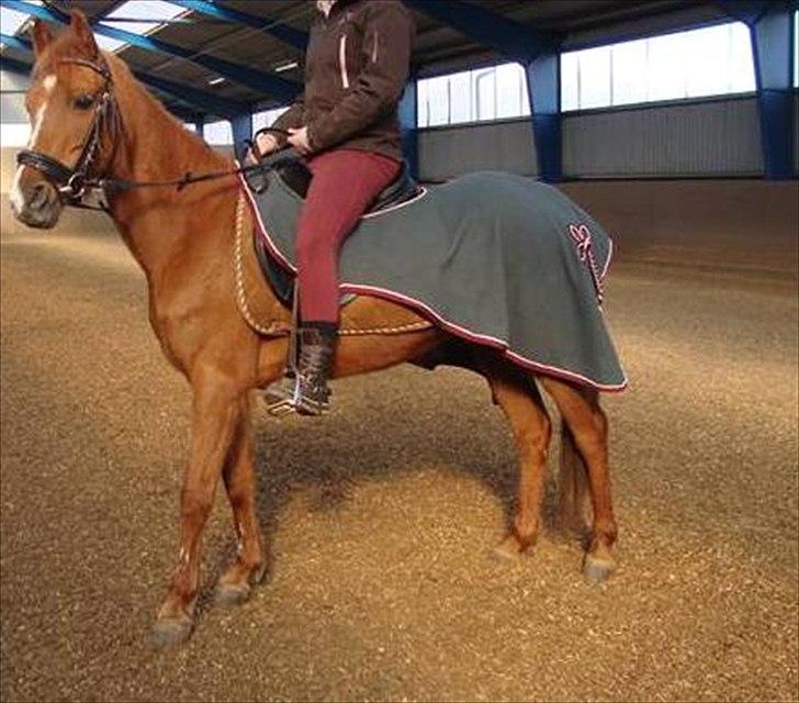 Anden særlig race Flower Power billede 5