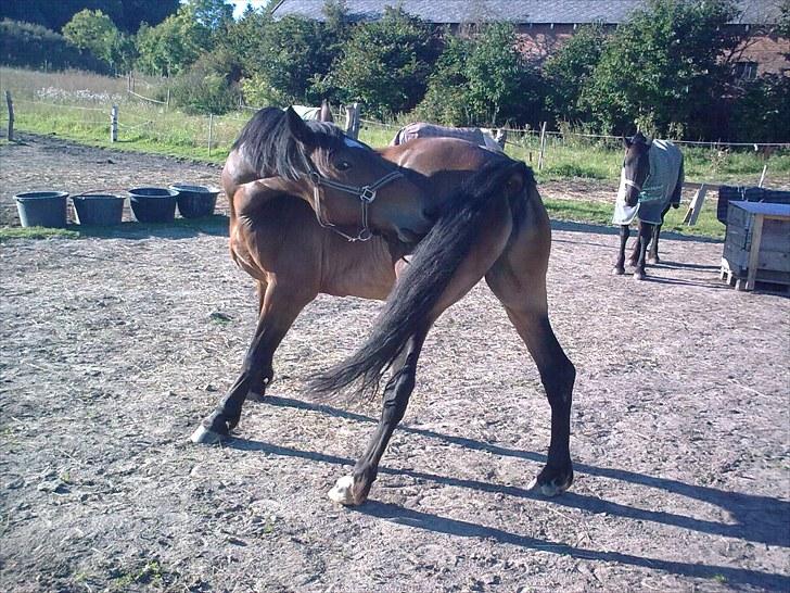 Welsh Cob (sec D) Donnovan - solgt - uhh det klør. 6. september 2010 billede 17