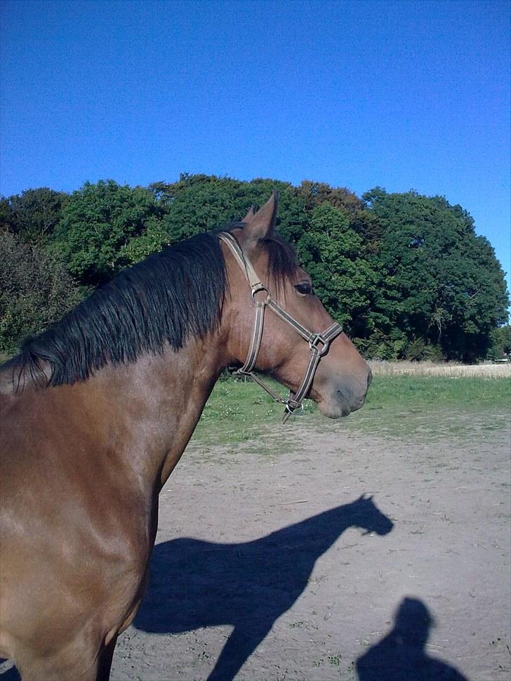 Welsh Cob (sec D) Donnovan - solgt - 6. september 2010. utrolig godt billede, hvis jeg selv skal sige det :) billede 18