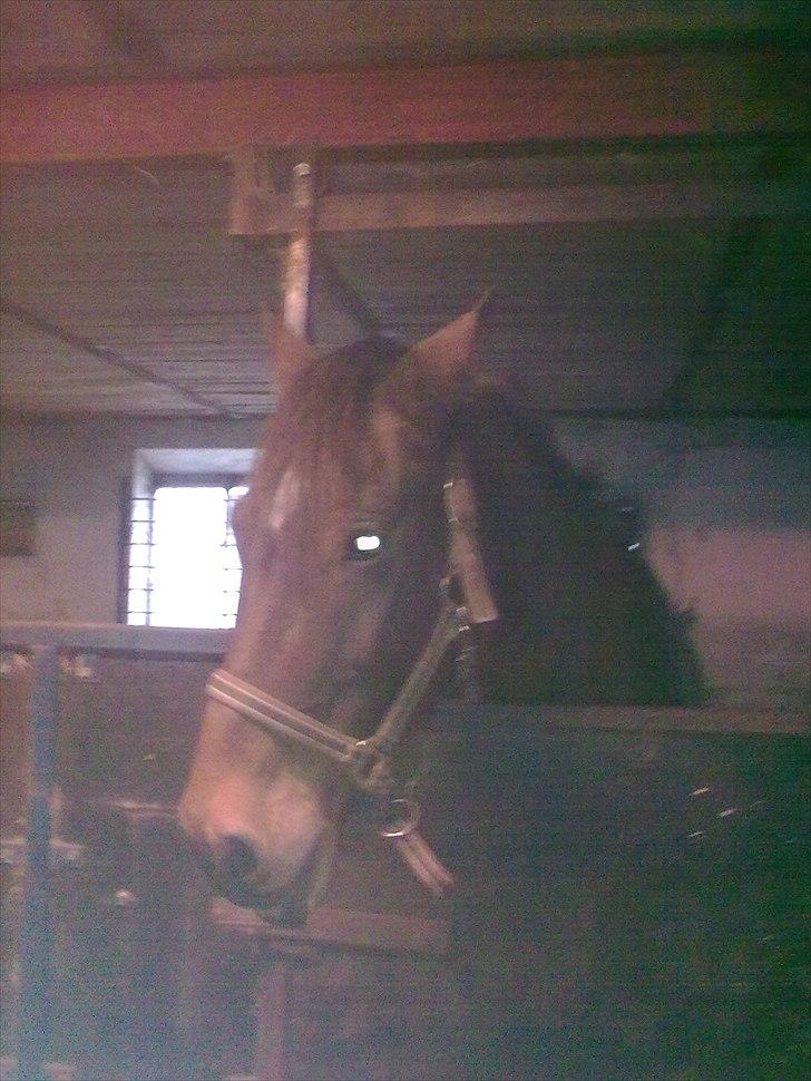 Welsh Cob (sec D) Donnovan - solgt - 14/11-2010: Da jeg var oppe og se til Donnovan - Dunse i hans boks :) billede 19