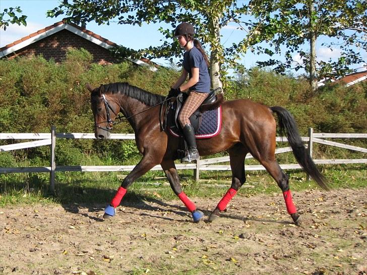 Trakehner Hronas - Hronas 6/9 - 2010 billede 4