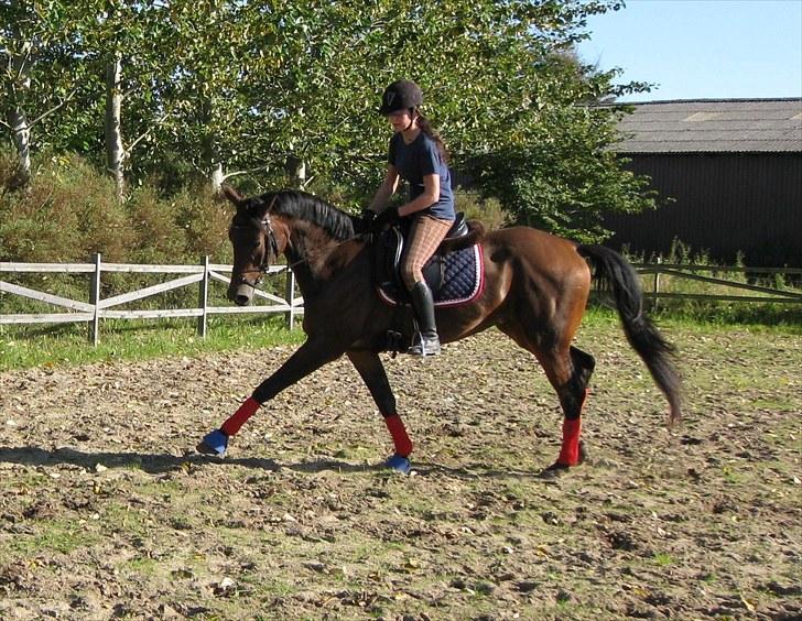 Trakehner Hronas - Hronas 6/9 - 2010 billede 5