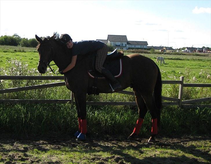 Trakehner Hronas - Hronas 6/9 - 2010 billede 6