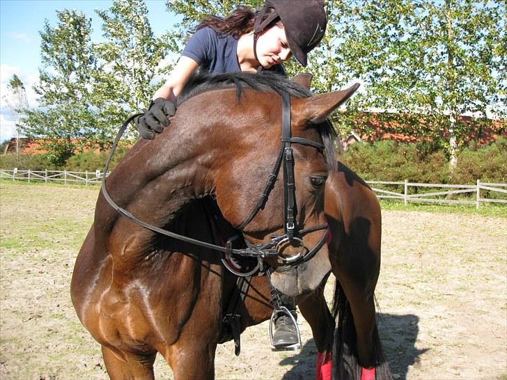 Trakehner Hronas - Hronas 6/9 - 2010 billede 7