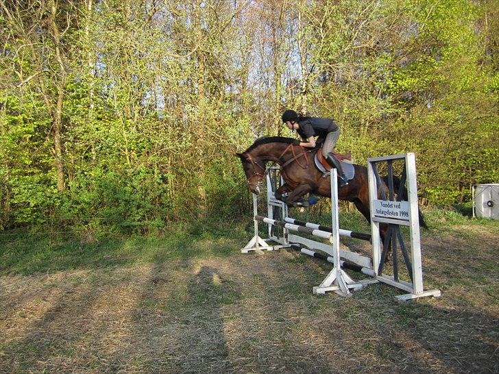 Trakehner Hronas - Hronas d. 23/4 - 2011 billede 8