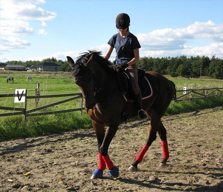 Trakehner Hronas - Hronas d. 6/9 - 2010 billede 9