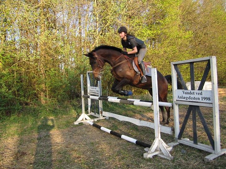 Trakehner Hronas - Hronas d. 23/4 - 2011 billede 10