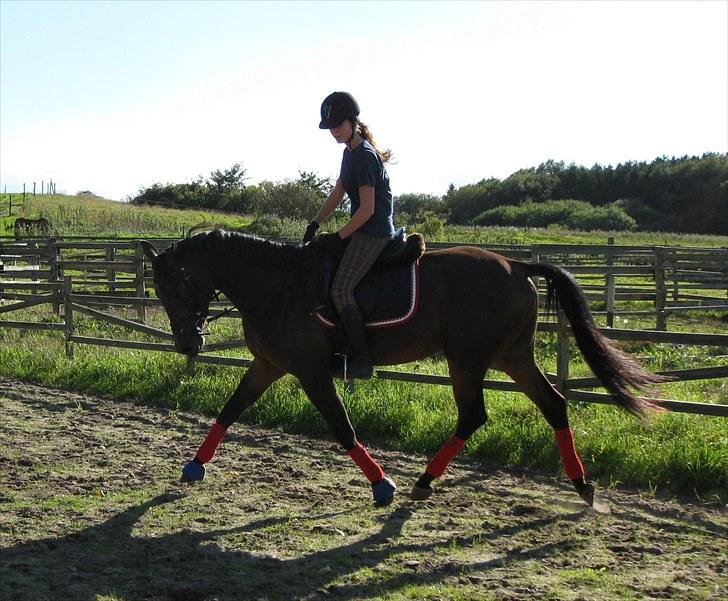 Trakehner Hronas - Hronas d. 6/9 - 2010 billede 11