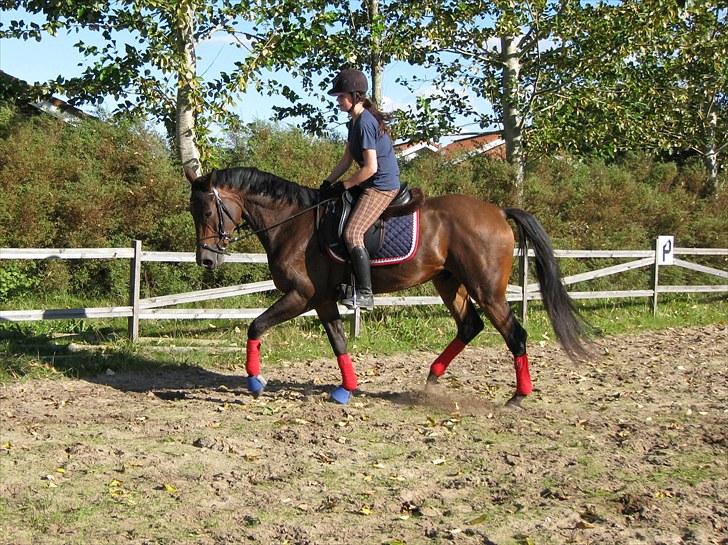 Trakehner Hronas - Hronas d. 6/9 - 2010 billede 12