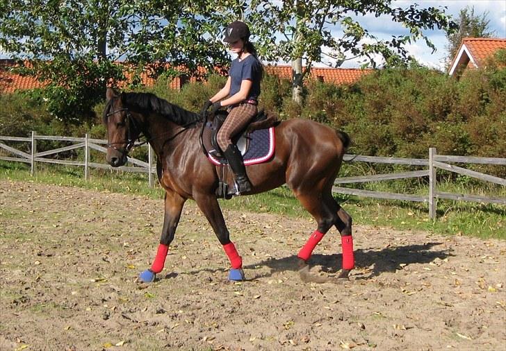 Trakehner Hronas - Hronas d. 6/9 - 2010 billede 13