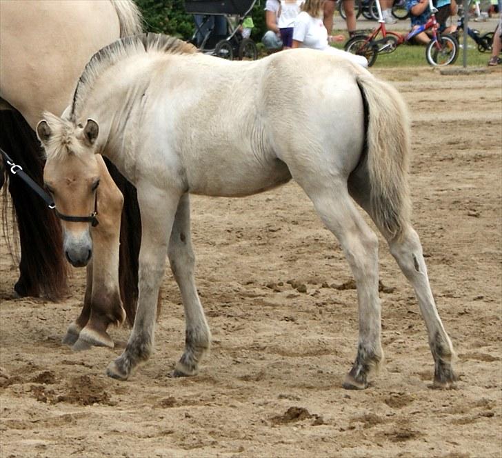 Fjordhest Thrane's Anemone - Landsskue 2010
Bronce i konkurrencen om skuets bedste føl billede 9