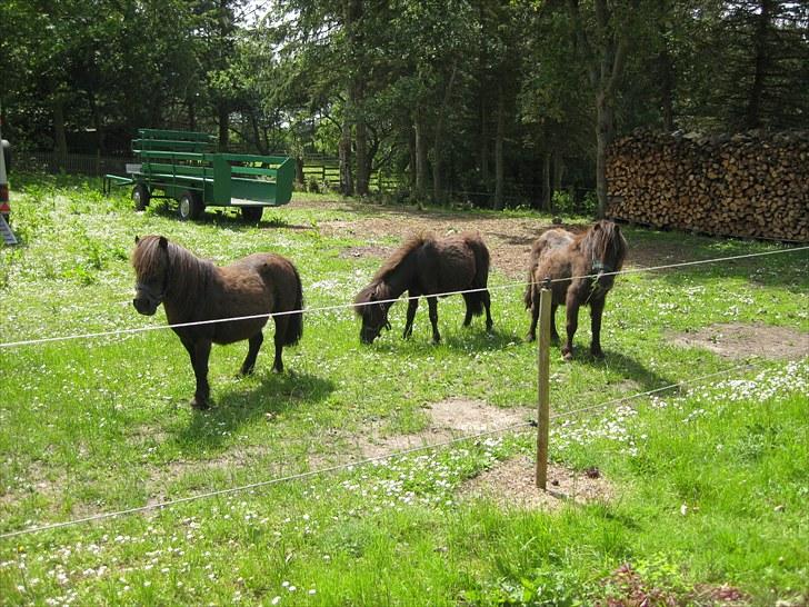 Anden særlig race Walodias Fifi - Fifi, i midten sammen med Pippi og Musse billede 1