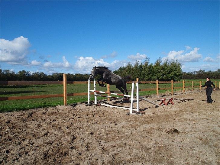 Shagya Araber (SH) Barnaby billede 14