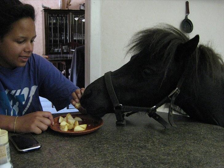 Anden særlig race Walodias Fifi billede 5