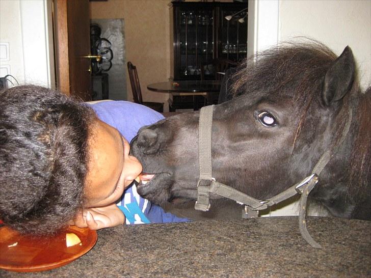 Anden særlig race Walodias Fifi - Suany og Fifi deler æbler over køkkenborden..  billede 6