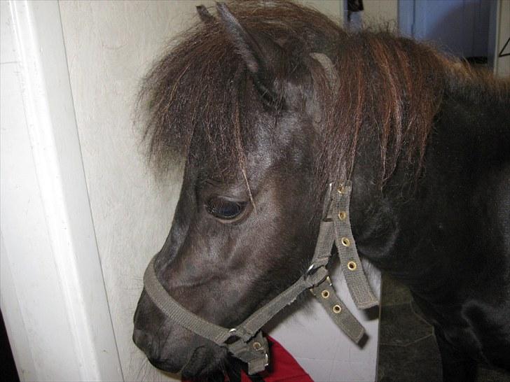 Anden særlig race Walodias Fifi - Fifi på opdagelse inde i stuen..  billede 7