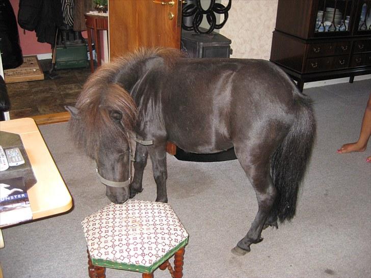 Anden særlig race Walodias Fifi billede 8