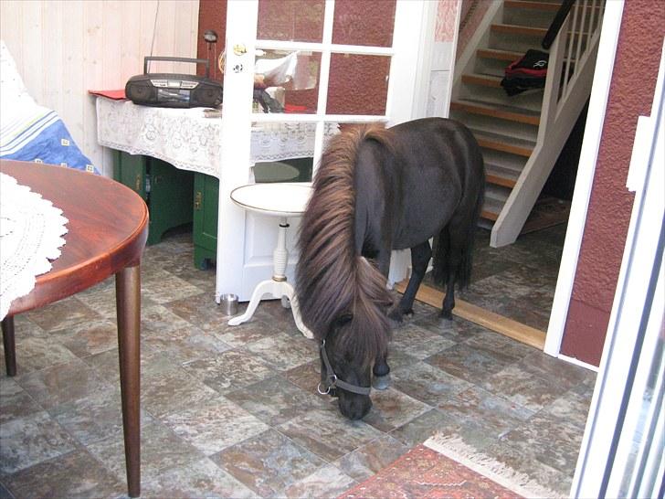 Anden særlig race Walodias Fifi - Fifi i udestuen billede 9