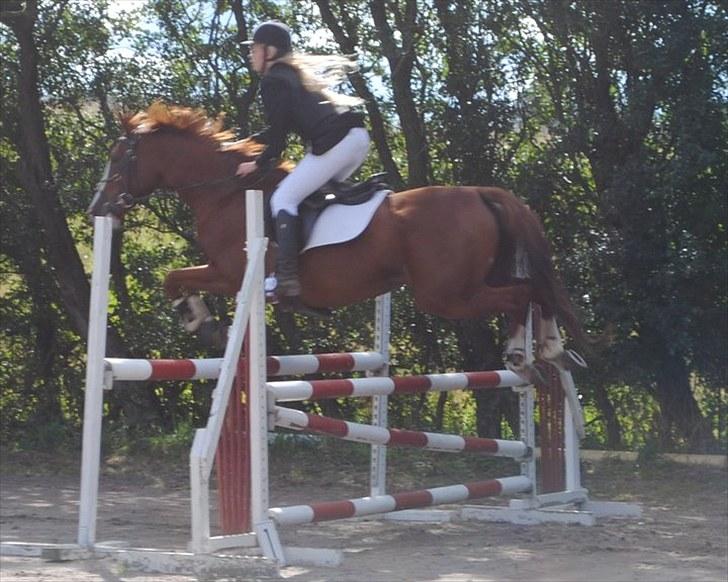 Anden særlig race Sahara ** LÅNTE ** - ULD - Første stævne sammen! :D <3 billede 10