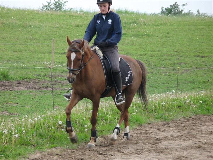 Hollandsk Sportspony Aladdin<3 (SOLGT) billede 8