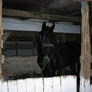 Anden særlig race freja *DØD*