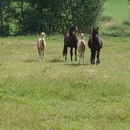 Islænder Dimma fra Korreborg