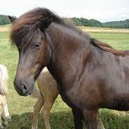 Islænder Dimma fra Korreborg