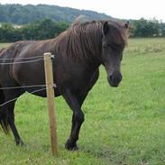 Islænder Dimma fra Korreborg