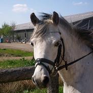 Welsh Pony (sec B) Skovbjergs Bacardi