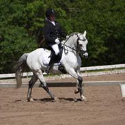 Welsh Pony (sec B) Skovbjergs Bacardi